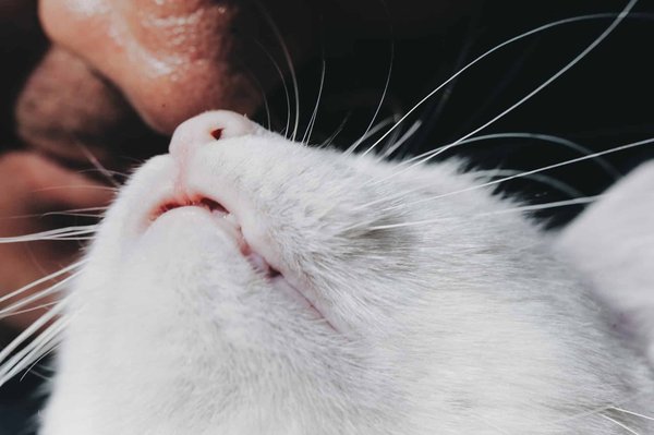 Quelles sont les meilleures pratiques pour la gestion des ressources humaines dans le secteur des technologies vertes?